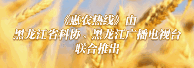 科普龙江丨不可思议！腊八蒜不仅能软化血管还能抗癌？别怪我告诉你晚了(图2)