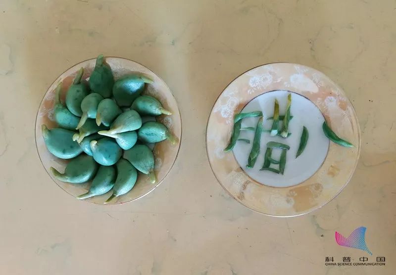 科普龙江丨不可思议！腊八蒜不仅能软化血管还能抗癌？别怪我告诉你晚了(图9)