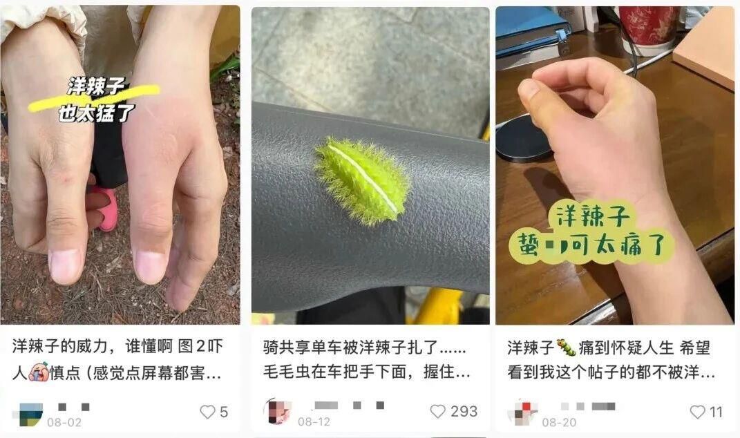 剧痛！近期这种毒虫频现，千万别碰
