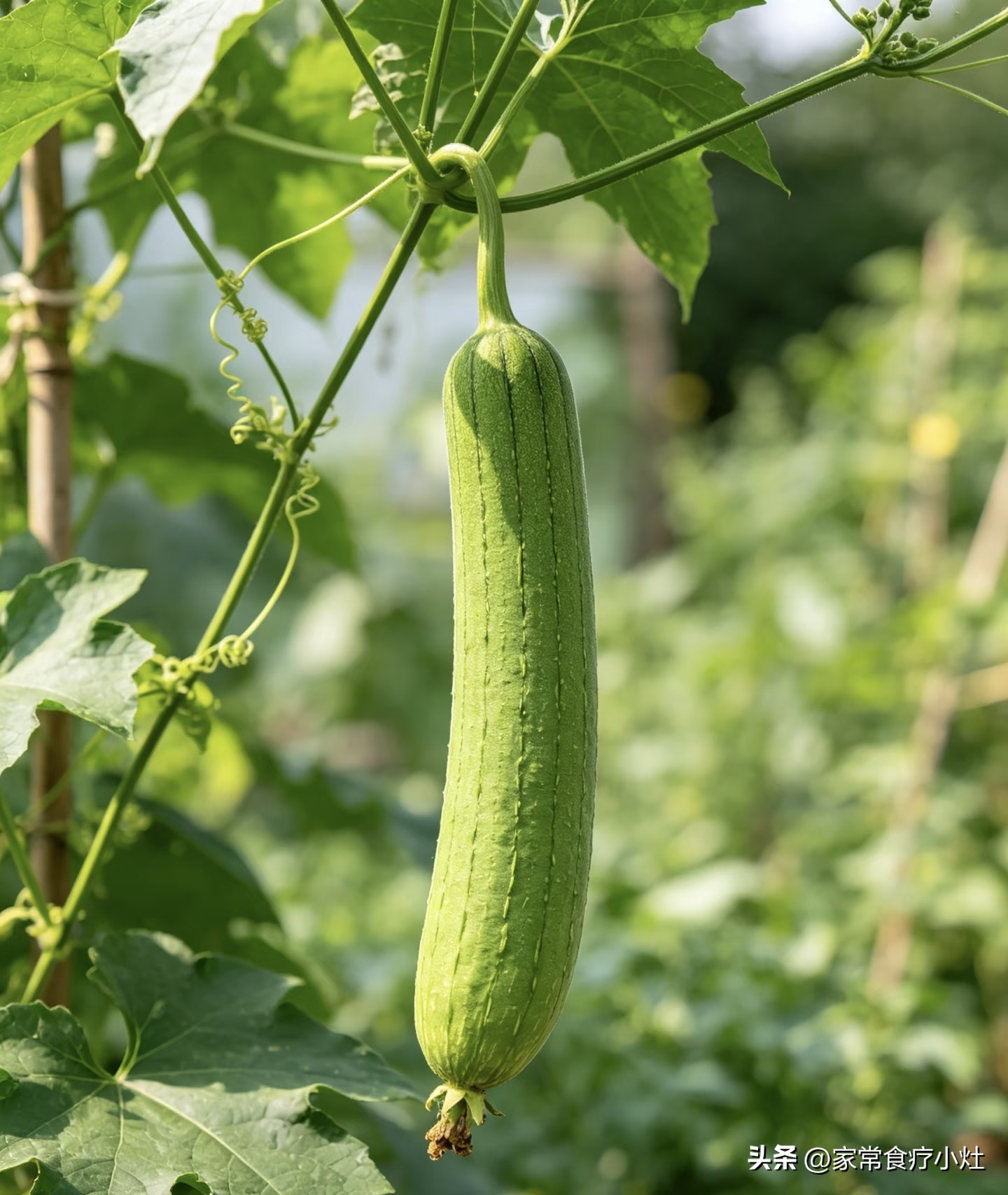 立秋后,少吃生菜丝瓜,多吃这3种“升阳菜”,补足精气神(图20)