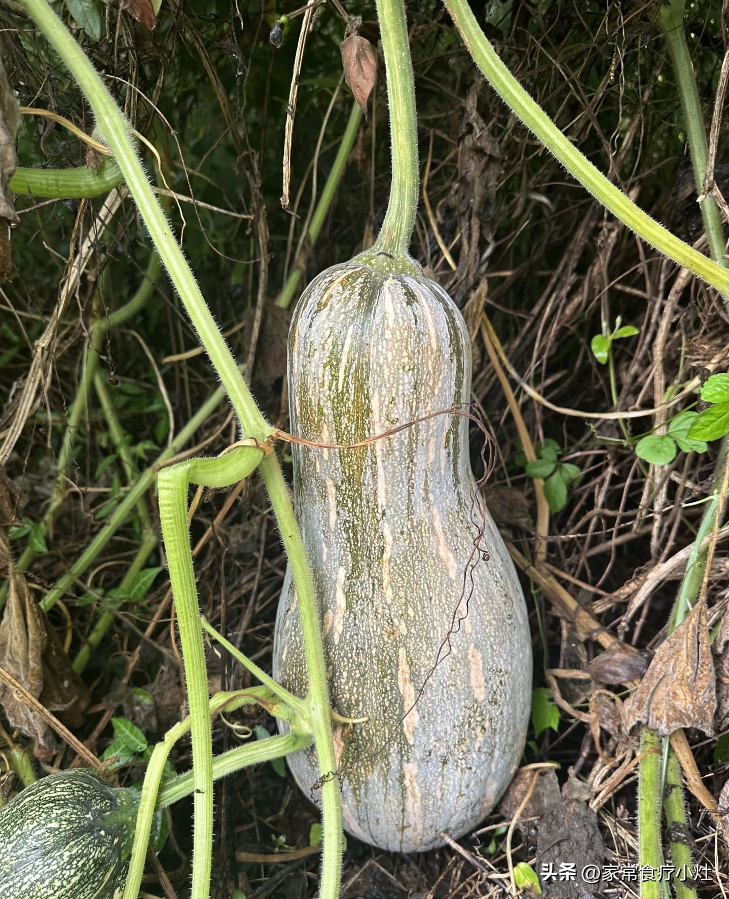 立秋后,少吃生菜丝瓜,多吃这3种“升阳菜”,补足精气神(图23)